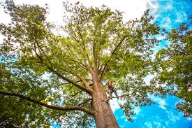 Best Lawn Pest Prevention  in Seaside Heights, NJ