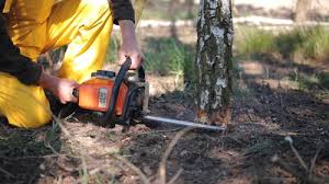 Seaside Heights, NJ Tree Care Company