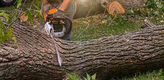 Best Lawn Irrigation Installation and Maintenance  in Seaside Heights, NJ
