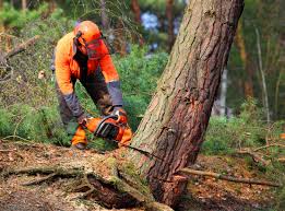 Best Fruit Tree Pruning  in Seaside Heights, NJ