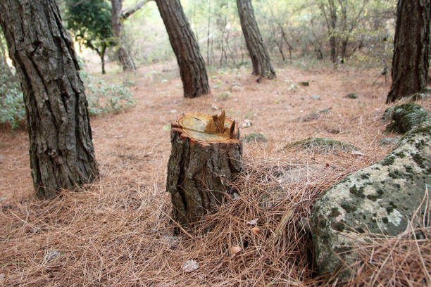 Best Tree Disease Treatment  in Seaside Heights, NJ