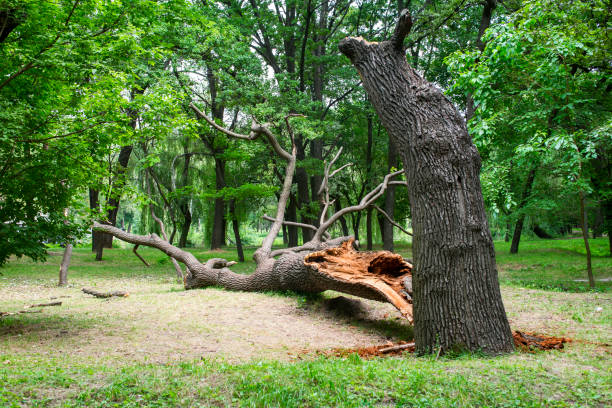 Best Lawn Renovation and Restoration  in Seaside Heights, NJ