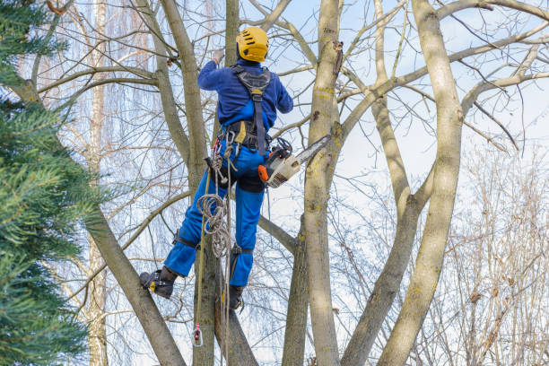 Best Root Management and Removal  in Seaside Heights, NJ