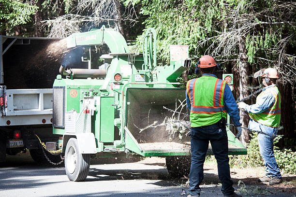 Best Emergency Tree Removal  in Seaside Heights, NJ