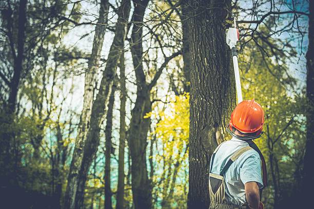 How Our Tree Care Process Works  in  Seaside Heights, NJ